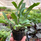 Fern 'Blue Star'