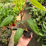 Philodendron Red Emerald