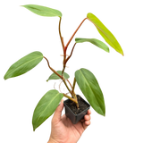 Philodendron Red Emerald