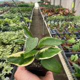 Hoya Carnosa 'Tricolor'