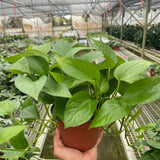Pothos 'Green Queen'