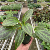 Monolena 'Primuliflora'
