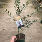Common Olive Tree (Olea europaea)