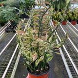 Variegated Devil's Backbone Euphorbia