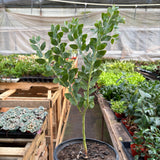 Acacia 'Podalyriifolia' Tree
