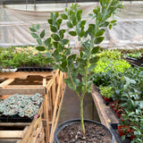 Acacia 'Podalyriifolia' Tree