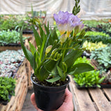 Freesia 'Purple'