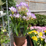 Freesia 'Purple'