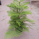 Norfolk 'Island Pine'