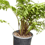 Australian Tree Fern