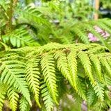 Australian Tree Fern