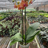 Orchid 'Orange Phalaenopsis'