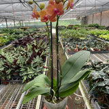 Orchid 'Orange Phalaenopsis'