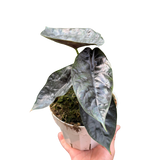 Alocasia 'Green Unicorn'