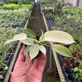Filodendro 'Florida Ghost'
