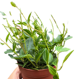 Peperomia 'Angulata'
