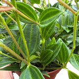 Peperomia 'Angulata'