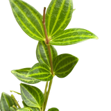 Peperomia 'Angulata'