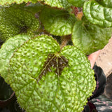 Begonia 'Iron Cross'