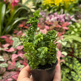 Fern 'Emina'
