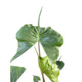 Alocasia macrorrhizos 'Stingray'
