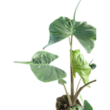 Alocasia macrorrhizos 'Stingray'