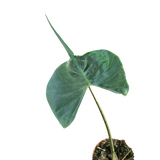 Alocasia macrorrhizos 'Stingray'