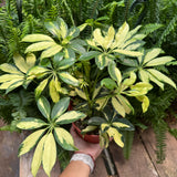 Schefflera Trinette