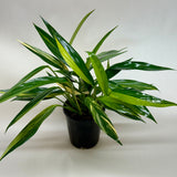 Pothos 'Silver Streak Variegated'