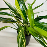 Pothos 'Silver Streak Variegated'