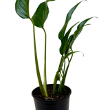 Monstera Burle Marx Flame