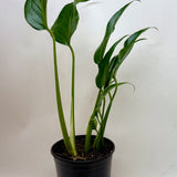 Monstera Burle Marx Flame