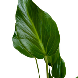 Monstera Burle Marx Flame