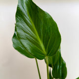 Monstera Burle Marx Flame