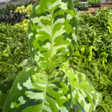 Chinese Evergreen Pictum Tricolor