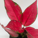 Chinese Evergreen 'Ruby Garuda'