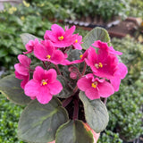 African Violet