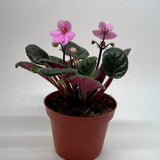 African Violet 'Pink'