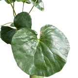 Farfugium japonicum