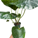 Farfugium japonicum