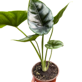 Alocasia 'Reversa'