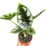 Alocasia 'Reversa'