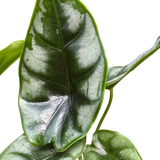 Alocasia 'Reversa'