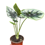 Alocasia 'Reversa'