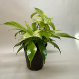 Filodendro 'Florida Ghost'