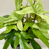 Filodendro 'Florida Ghost'