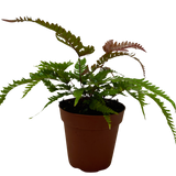 Fern 'Tricolor Pteris'
