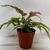 Fern 'Tricolor Pteris'