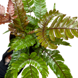 Fern 'Tricolor Pteris'