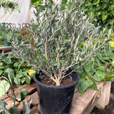 Common Olive Tree (Olea europaea)